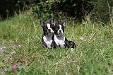 BOSTON TERRIER 103